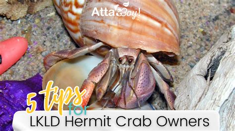 Hermit Crab Care 101 .